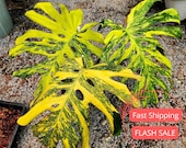 Monstera Electro Light Live Plant Tissue Culture | Monsteras