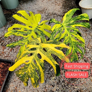 philodendron imperial red Philodendron 'Imperial Red' Variegated (wk19-UK) main image 0