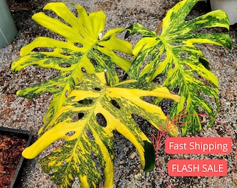 Monstera Electro Light Live Plant Tissue Culture | Monsteras Electrolyte Deliciosa | Indoor House Plants Gifts | Houseplants Plantlet