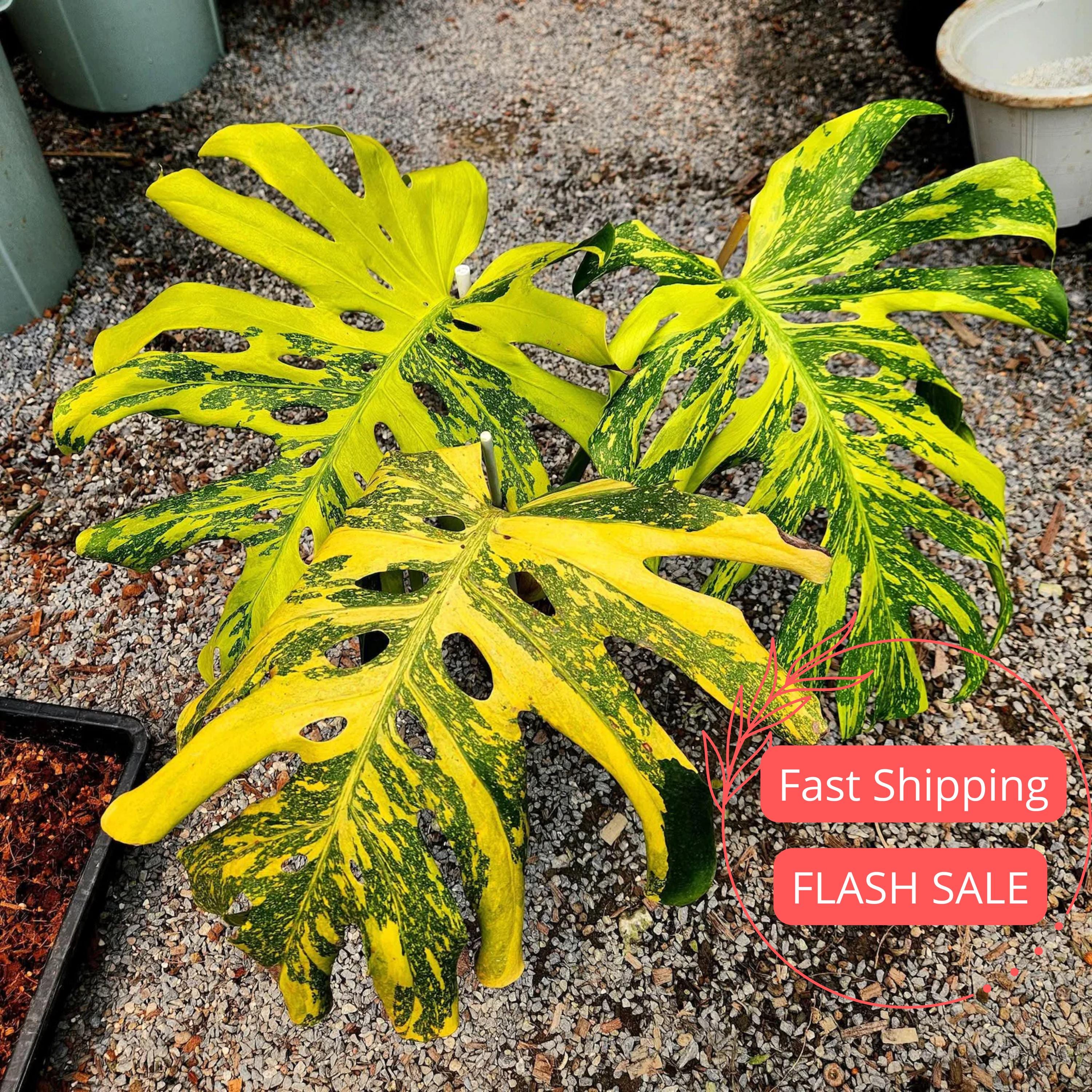 Monstera Electro Light｜モンステラ エレクトロ ライト Monstera Electro Light｜モンステラ エレクトロ ライト② 【公式通販】
