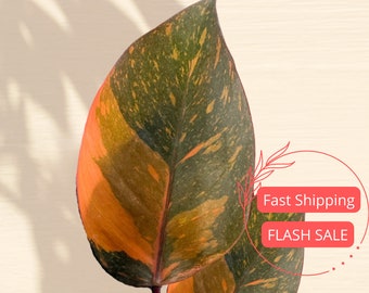 Philodendron Orange Princess Tissue Culture | Variegated Philodendron Orange Princess Starter Plant | Beginner Tissue Culture | Marbled