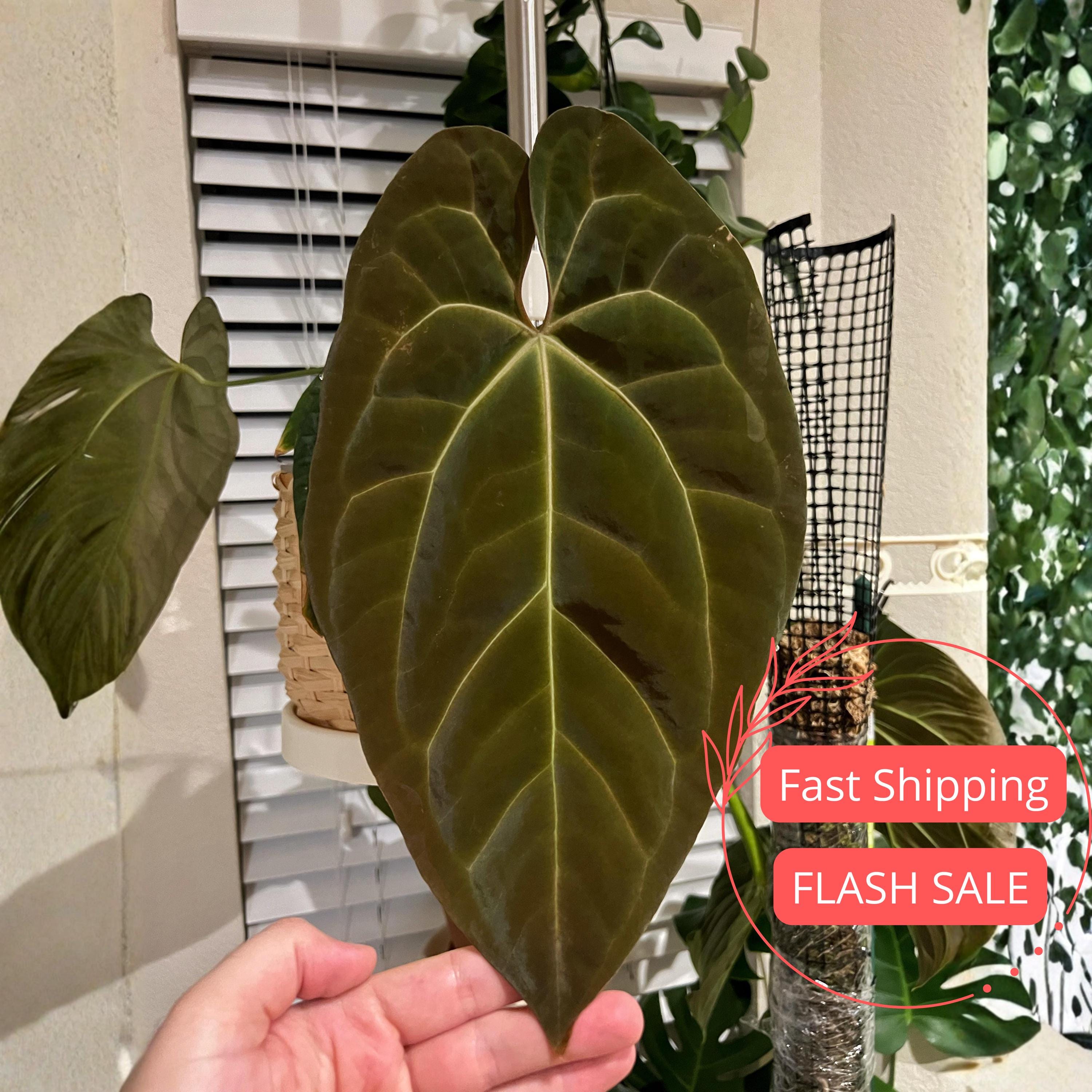 Anthurium Magnificum X Silver Blush - Etsy