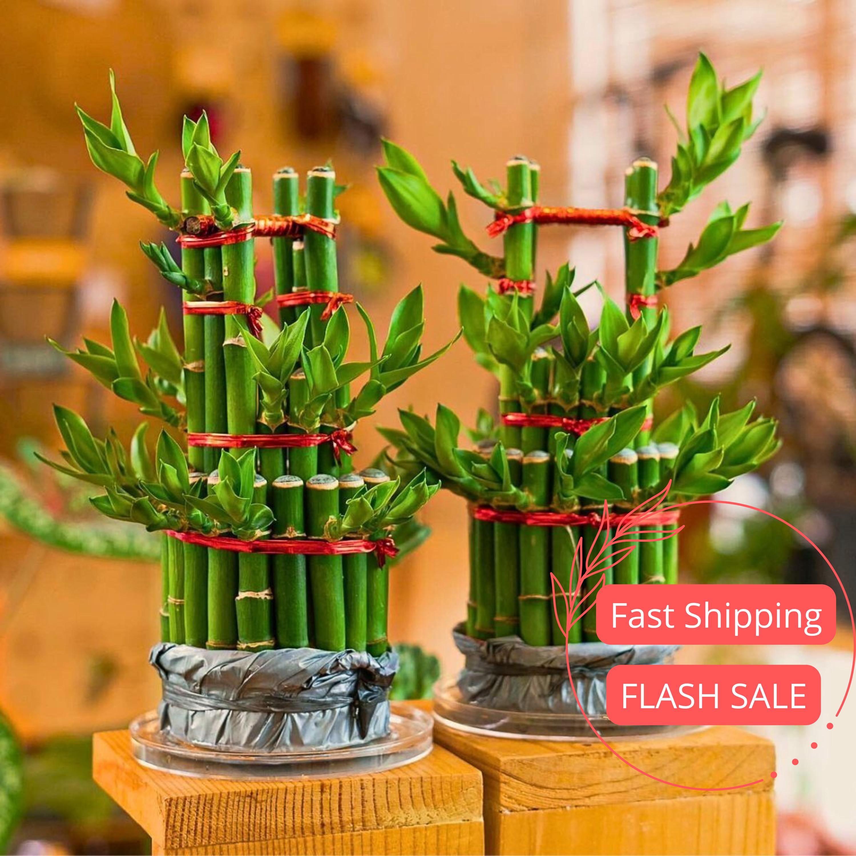 Lucky Bamboo Live Plant Dracaena Sanderiana Chinese Bamboo Money Plants Bamboos Arrangements Layer Straight Curly Hurricane Heart