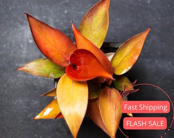 Planta viva de filodendro rojo sol / Plantas de filodendro de hoja roja / Plantas de interior de oro negro / Plantas de interior para jardín al aire libre y regalos