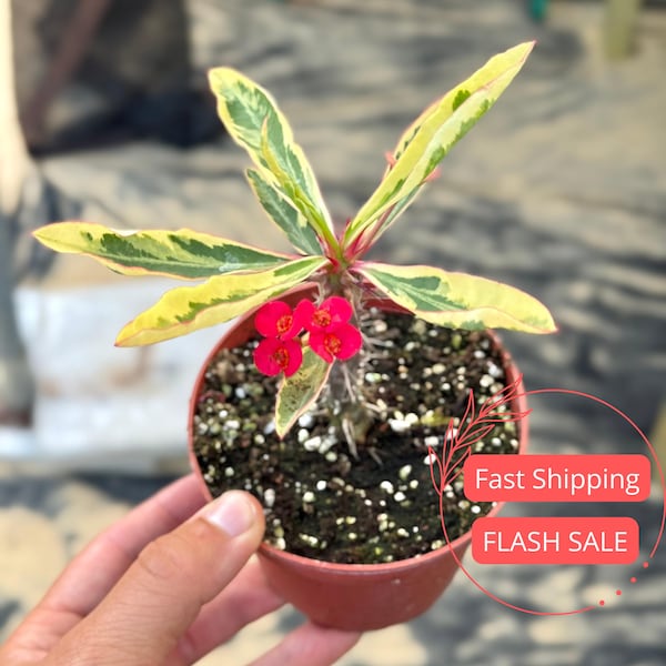 Variegated Crown of Thorns Live Plant | Cactus Variegata Milii Crown of Thorns Seeds Starter Plants | Cactus Succulent Houseplants Gifts