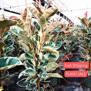 May include: Rows of variegated rubber plants with large, oval leaves in shades of green, cream, and pink. The plants are in dark green pots, and the image is taken in a greenhouse setting.