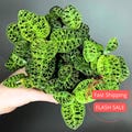 Macodes Petola Lightning Jewel Orchid Live Plant | Ludisia V. Nigrenscens Starter House Plants | Rare Houseplant Gifts | Blooming Flower