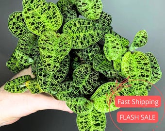 May include: Close-up of a plant with vibrant green leaves featuring a striking network of dark veins. The leaves are oval-shaped and densely packed, creating a lush, textured appearance. The plant is held by a hand, with a gray background. Text on the image says "Fast Shipping" and "FLASH SALE".