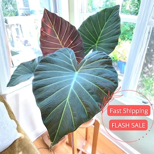 Alocasia Regal Shield Corms - Etsy