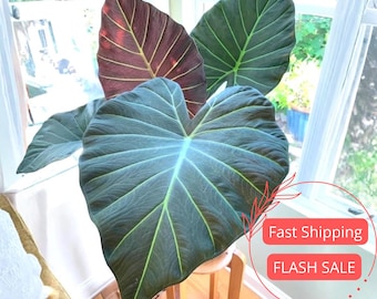 Regal Shield Albo Variegated Alocasia Corm A85 HUGE - Etsy