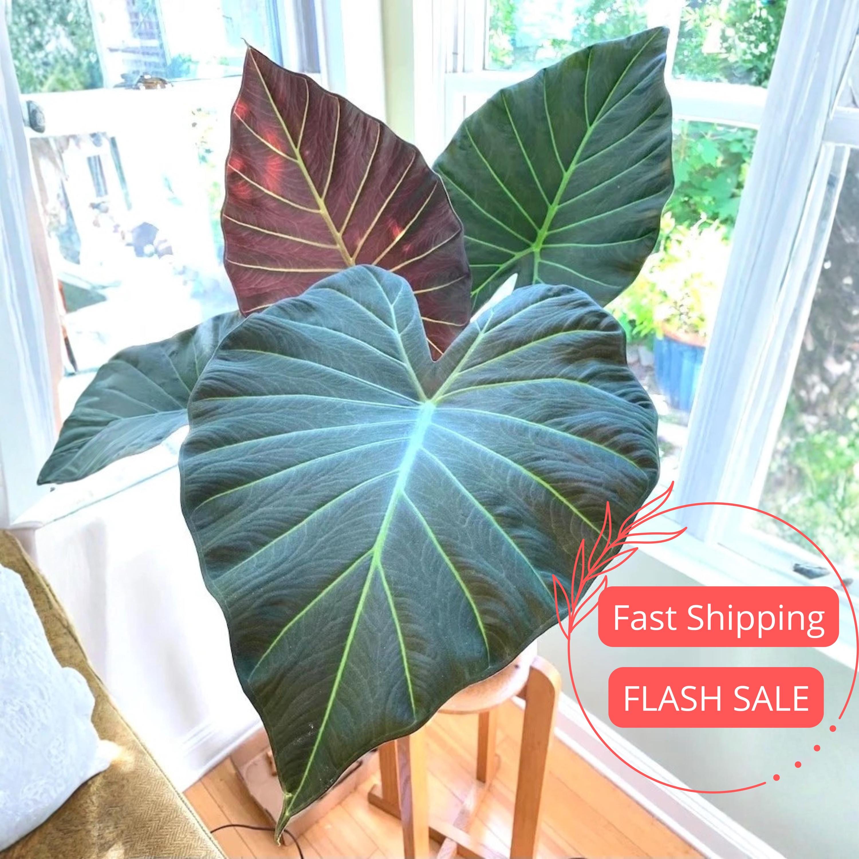 Alocasia Regal Shield Corms - Etsy
