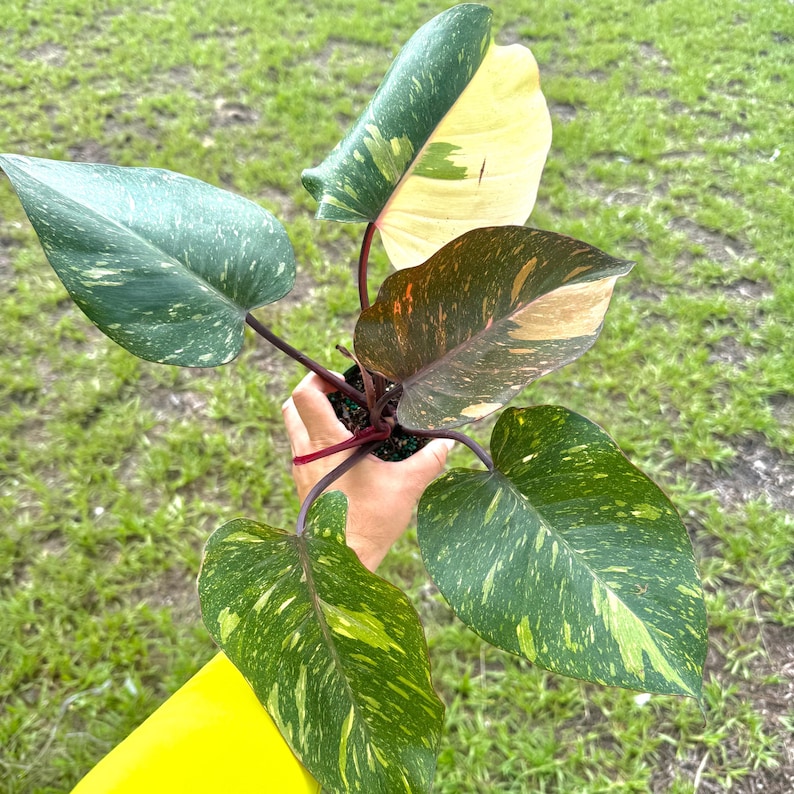 NYCitySucculents Philodendron Orange Princess - Thumbnail 3