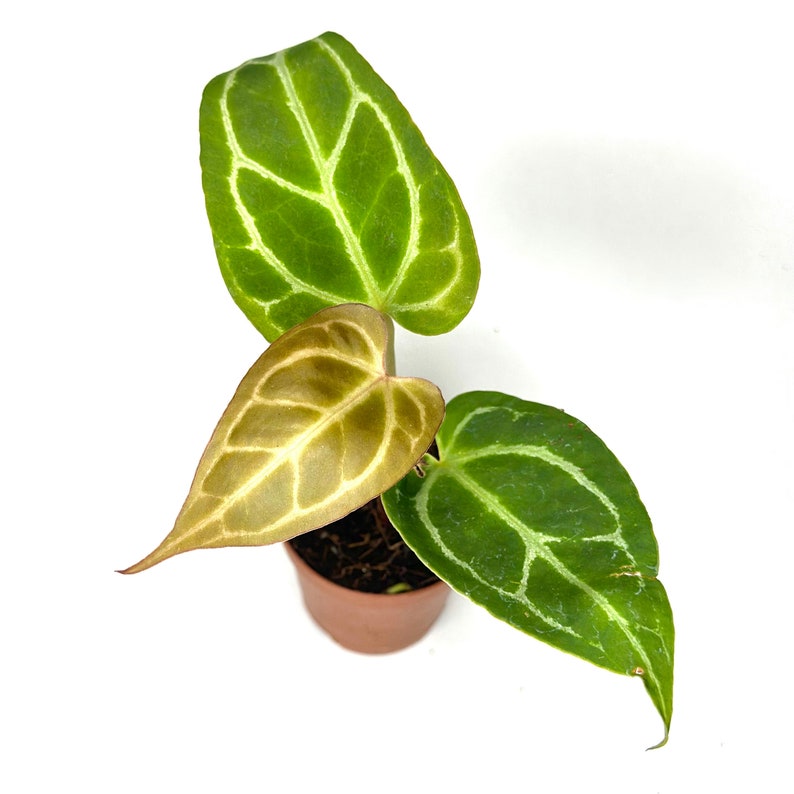 NYCitySucculents Anthurium Crystallinum - Thumbnail 5