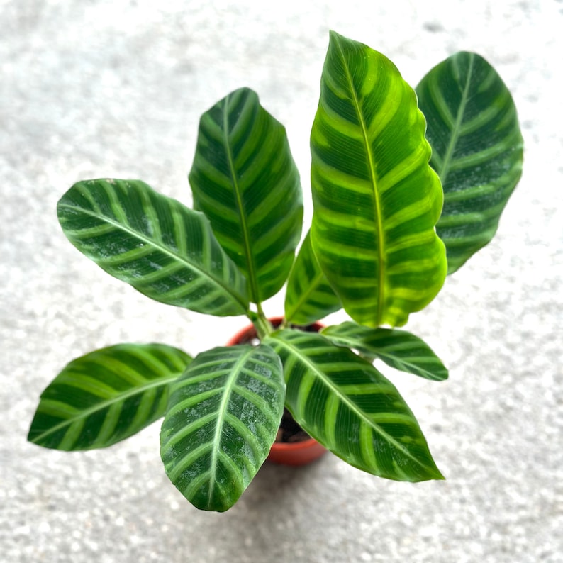 NYCitySucculents Calathea Zebrina - Thumbnail 4