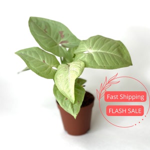 Syngonium Milk Confetti Plant | Syngonium Milk Confetti Starter Plants | House Plants Live for Beginner | Rare Arrowhead Plants | Plant Gift