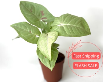 Syngonium Milk Confetti Plant | Syngonium Milk Confetti Starter Plants | House Plants Live for Beginner | Rare Arrowhead Plants | Plant Gift