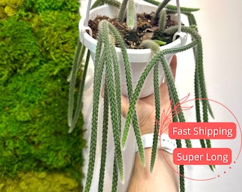 Rat Tail Cactus | Aporocactus Flagelliformis | Hanging Cactus Plant | Cactus | Cactus Plant | Succulents | Succulent Plants | Plants