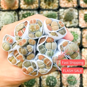 May include: A collection of Lithops succulents, also known as living stones, in various colors like green, brown, and beige, wrapped in white paper. The image shows a close-up of the plants, highlighting their unique shapes and textures. The background is blurred, with other plants visible.