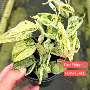 buy philodendron painted lady Philodendron 'Painted Lady' main image 0