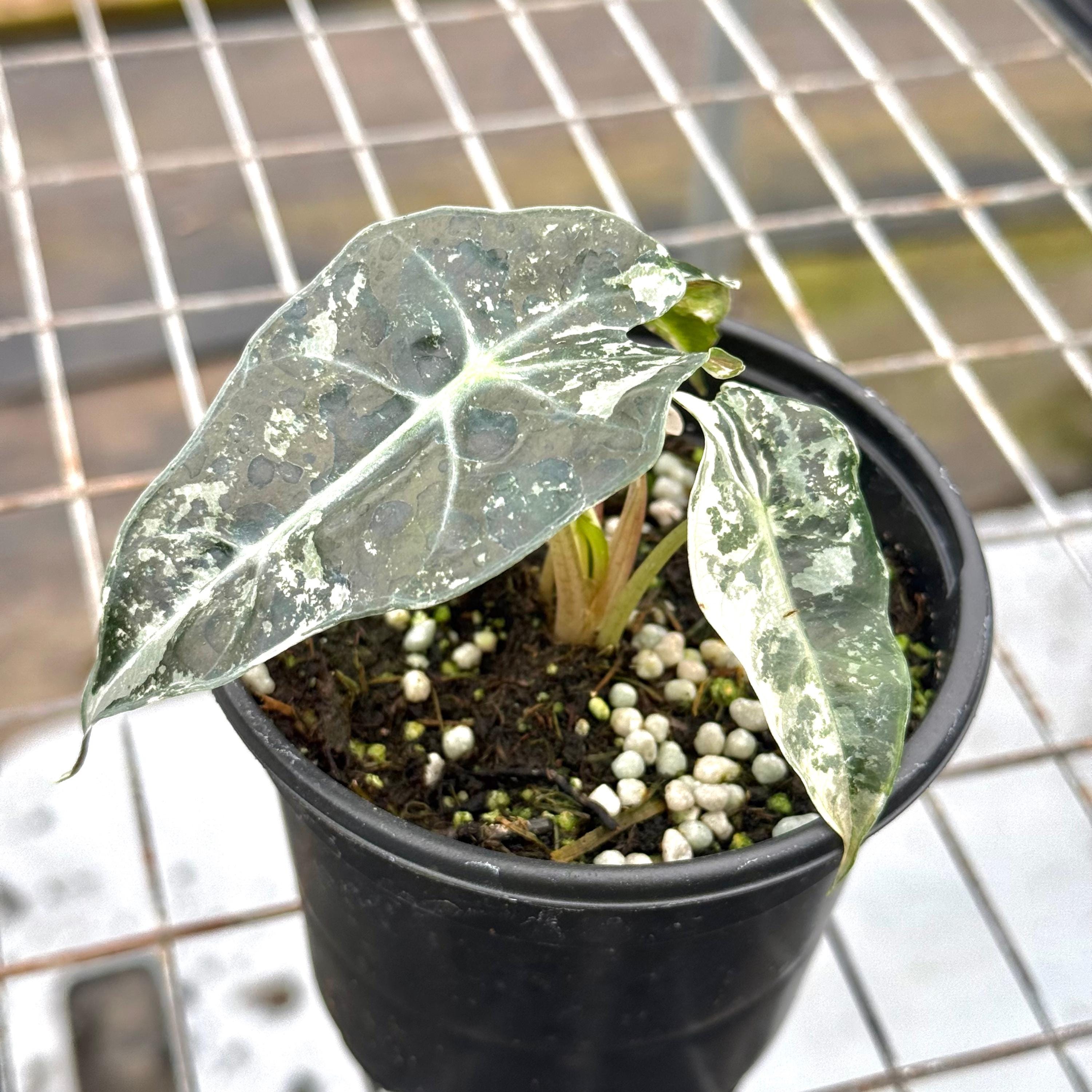 Alocasia Amazonica Pink Variegated Live Plant | Alocasia Polly