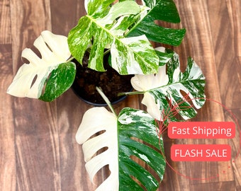 Monstera Albo Rooted Plant Large | Variegated Monstera Albo Plants | White Albino Monstera Plant | Rare Plants | Houseplants | Plant Gifts