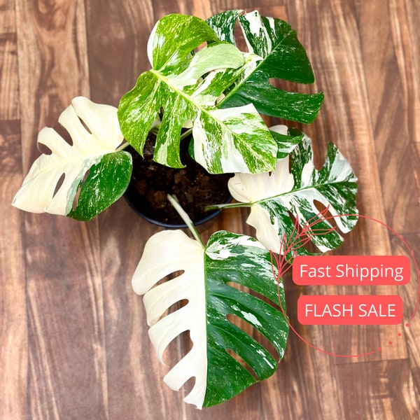 Monstera Albo Rooted Plant Large | Variegated Monstera Albo Plants | White Albino Monstera Plant | Rare Plants | Houseplants | Plant Gifts