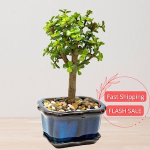 May include: A small bonsai tree with vibrant green leaves and a brown trunk. The tree is planted in a square, blue ceramic pot filled with small pebbles. The pot sits on a matching saucer. The background is a light neutral color.