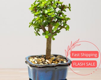 Jade Bonsai Tree Live Indoor Plant | Portulacaria Afra in Bonsai Pot | Live Bonsai Tree Plants in Ceramic Planter Pot with Drainage | Gifts