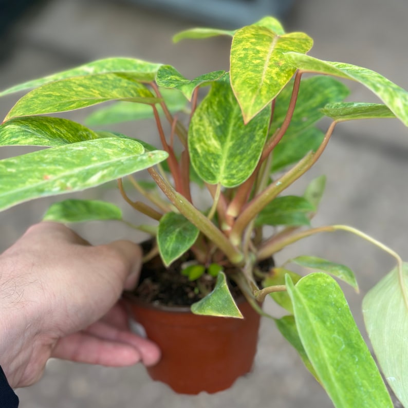 Philodendron Painted Lady - Thumbnail 4
