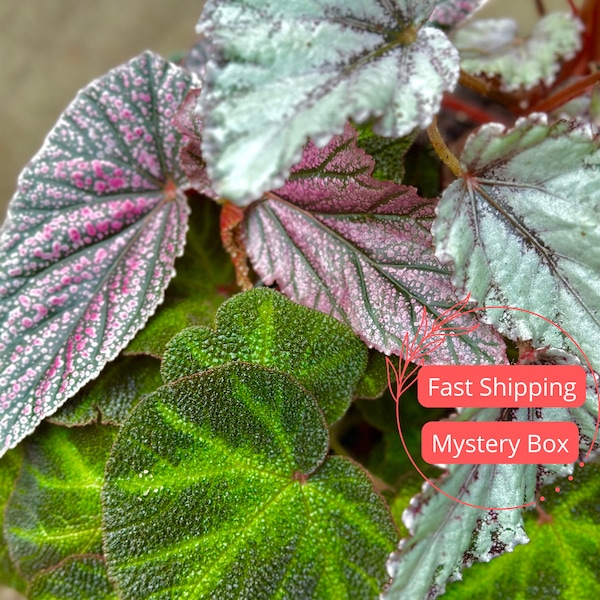 Begonia Mystery Box | Fully Rooted Cuttings Mystery Box | Plant Gifts for Begonias | Begonia Maculata | Begonia Rex | Mystery Cutting