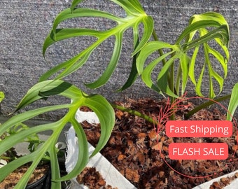 Monstera Burle Marx Flame Large Tissue Culture | Monstera Flame Starter Plants | Tissue Culture Monstera Plant | Plant Gifts | Albo