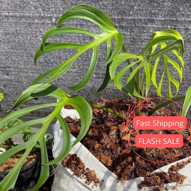 NYCitySucculents Monstera Burle Marx Flame - Thumbnail 3