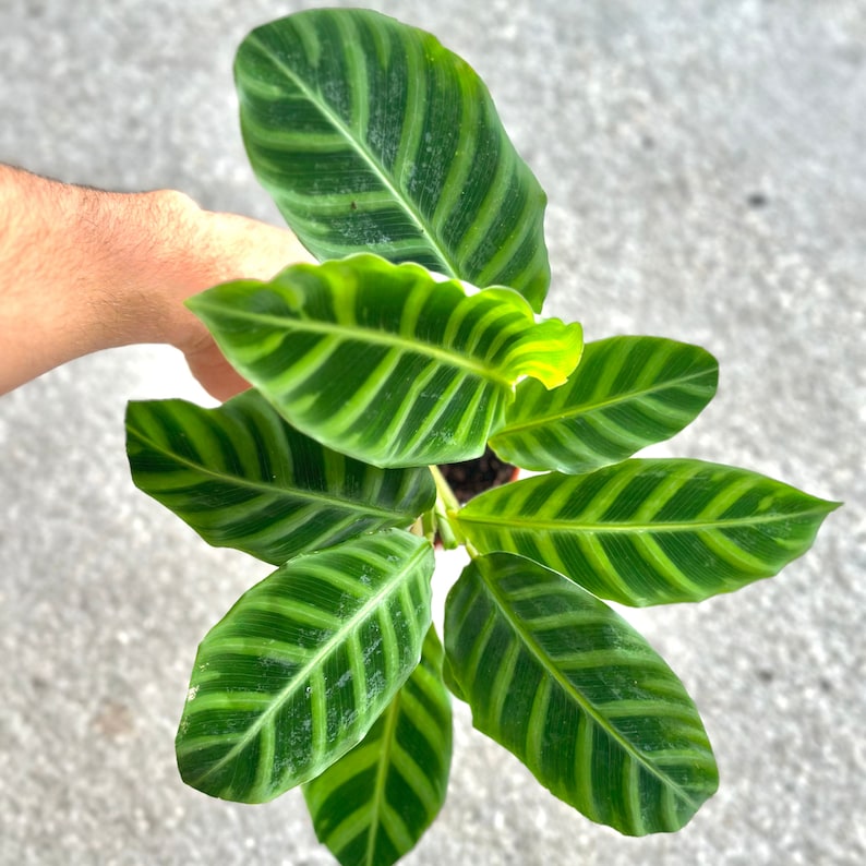 NYCitySucculents Calathea Zebrina - Thumbnail 3