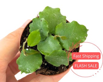 Hoya Endauensis Live Plant | Hoya Endauensis Starter Plants | House Plants Live for Beginner | Hoya Cuttings for Rare Plant Gifts