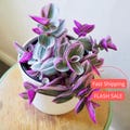 Tradescantia Nanouk Live Plant | Wandering Jew Tradescantia Bubblegum | Pink House Plants | Beginner Friendly Houseplants | Wandering Dude