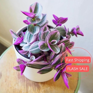 Tradescantia Nanouk Planta viva / Judío errante Tradescantia Bubblegum / Plantas de interior rosadas / Plantas de interior aptas para principiantes / Tipo errante