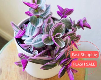 Tradescantia Nanouk Live Plant | Wandering Jew Tradescantia Bubblegum | Pink House Plants | Beginner Friendly Houseplants | Wandering Dude