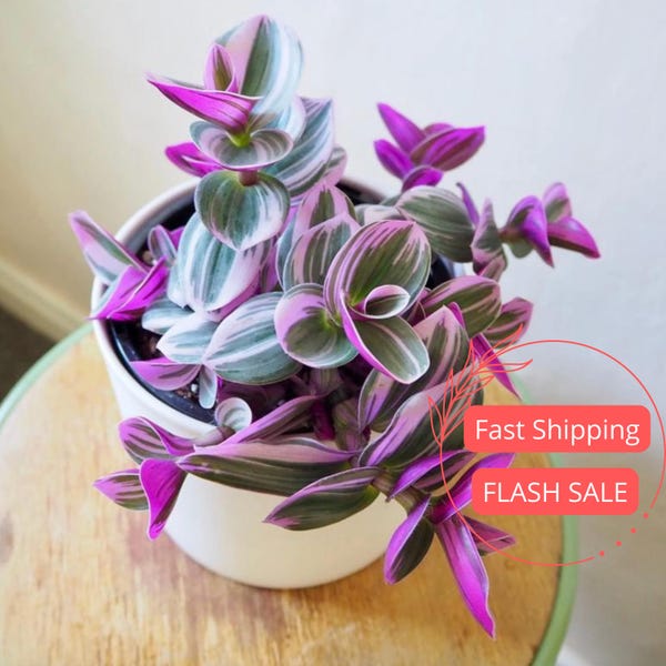 Tradescantia Nanouk Planta viva / Judío errante Tradescantia Bubblegum / Plantas de interior rosadas / Plantas de interior aptas para principiantes / Tipo errante