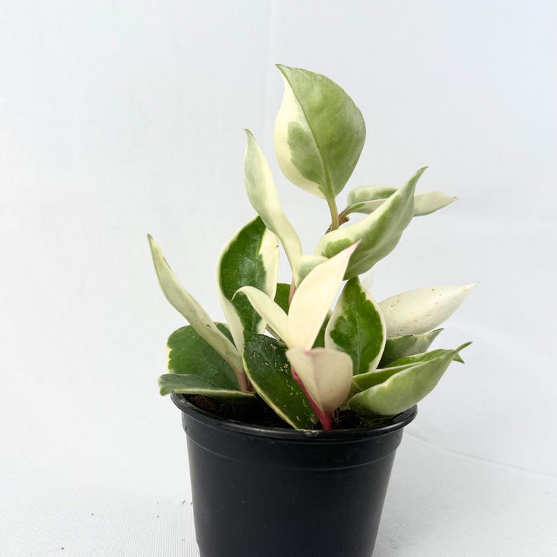 May include: A potted Hoya plant with variegated leaves. The leaves are a mix of green and creamy white, with some showing a hint of pink. The plant is in a small black plastic pot, set against a plain white background.
