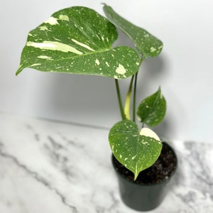 Monstera Thai Constellation Large Variegated Monstera Thai Constellation Starter Plant Fully Rooted Monstera Plant Rare Plants Albo image 5