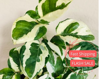 Pothos Njoy Planta viva / Epipremnum Aureum N-Joy Pothos abigarrado Plantas de inicio de interior / Esquejes de Pothos completamente enraizados / Albo White