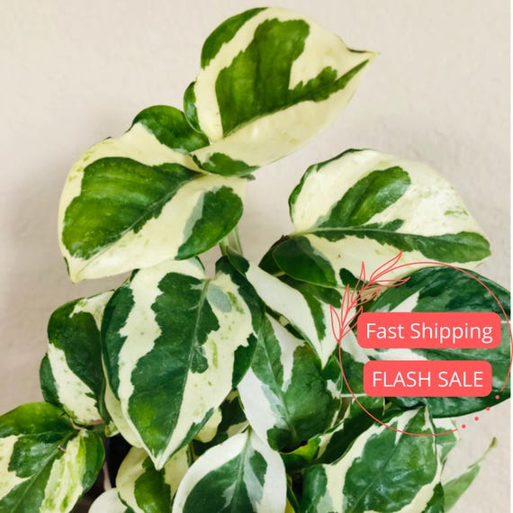 Pothos Njoy Live Plant | Epipremnum Aureum N-Joy Variegated Pothos Starter House Plants | Fully Rooted Pothos Cuttings | Albo White