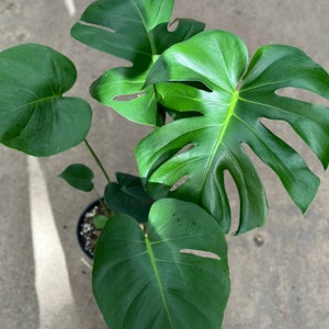 May include: A top-down view of a potted Monstera plant. The plant features large, vibrant green leaves with distinctive splits and holes. The leaves are glossy and show signs of healthy growth. The pot is black, and the plant sits on a concrete surface.