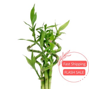 May include: A vibrant green lucky bamboo plant with spiraling stalks and fresh leaves. The plant is set against a white background. The image also includes a red circle with the text "Fast Shipping" and "FLASH SALE".