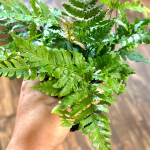 Op de afbeelding: Een groene varenplant met delicate, geveerde bladeren. De plant is gepot en wordt vastgehouden door een hand.