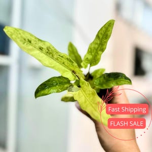 May include: Close-up of a plant with vibrant, variegated green leaves. The leaves have a unique pattern of light and dark green, with a slightly elongated shape. The plant is held in a small black pot.