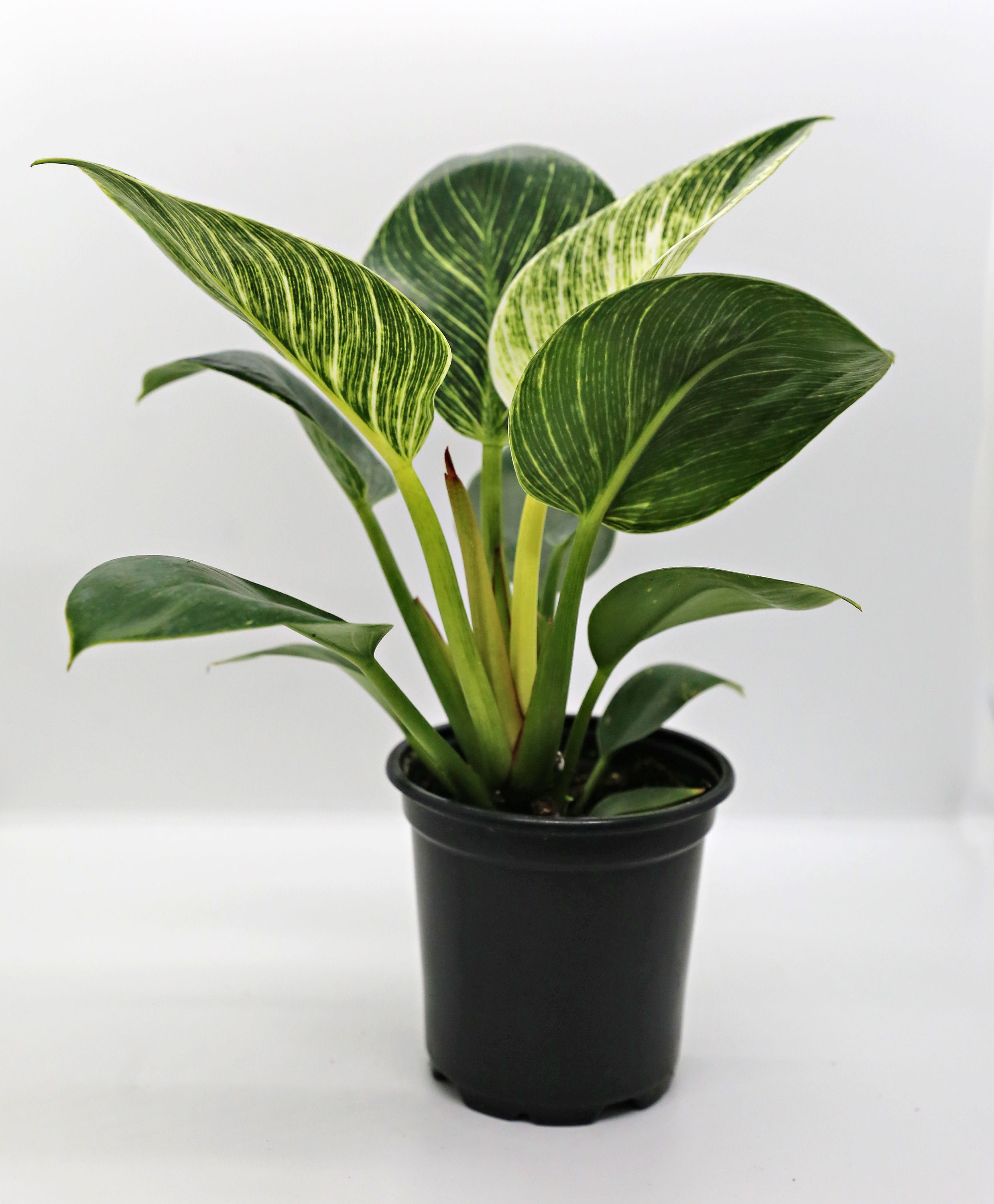 Philodendron Birkin Large Plant | Variegated Philodendron Birkin Starter |  Birkin Plant | Rare Plants | Indoor Houseplants | Plant Gifts - Etsy