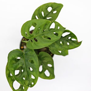 Monstera Adansonii | Monstera Swiss cheese | Swiss Cheese Monstera | Monstera | Monstera Plant | Swiss Cheese Plant | Rare Houseplants afbeelding 6