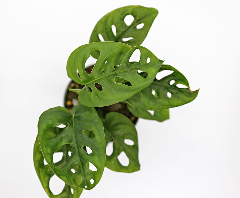Mini Monstera 'Swiss Cheese Plant' 3.5 Etsy