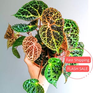 May include: A close-up of a houseplant with green, red, and black leaves. The plant has a spotted pattern on the leaves. The text "Fast Shipping" and "FLASH SALE" is visible in the image.